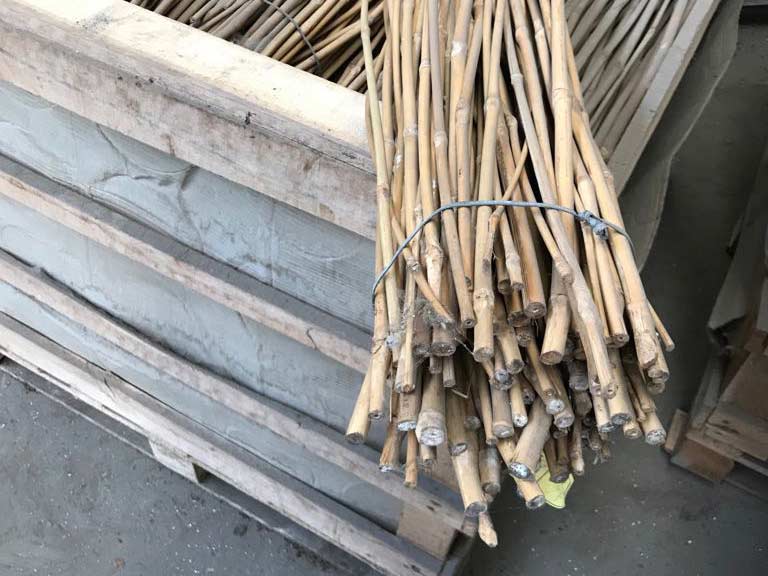 Bamboe groeistokken